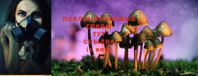 где можно купить   Кукмор  Галлюциногенные грибы Cubensis 